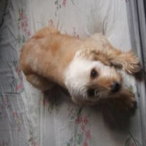 Meet your Posher, Roberta